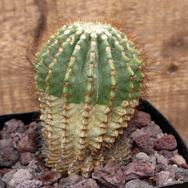 D3776 NOTOCACTUS ROSEULUTEOS pot14-H13-W9 cm MaMa cactus