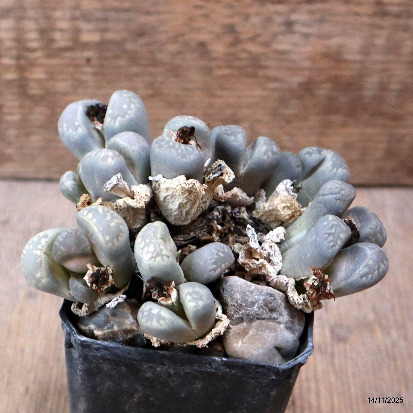 D7347 LITHOPS AUCAMPIAE pot7-H6,5-W11 cm MaMa Cactus