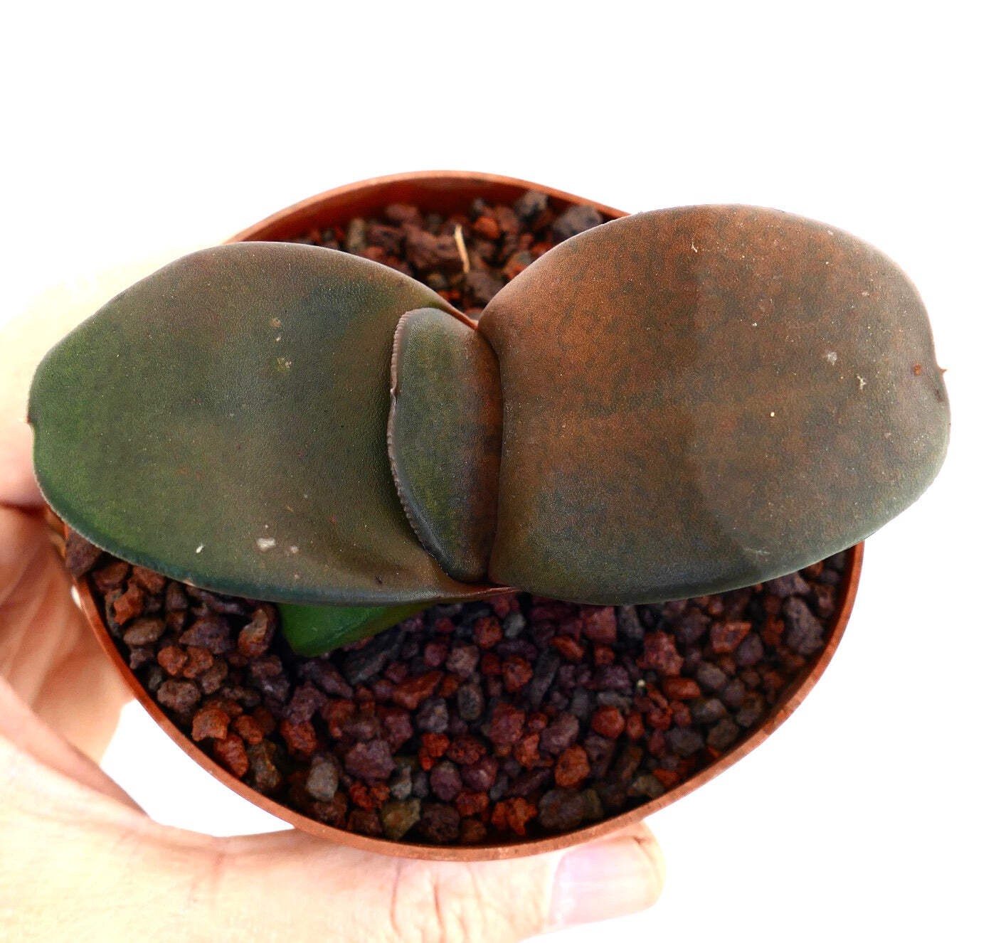 Gasteria pillansii cv 滑らか肌 GIANT LEAVES – Namaqua gasteria | Pillans’ gasteria