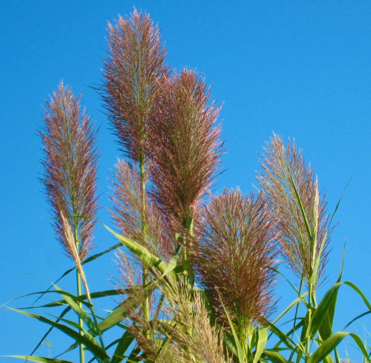 Phragmites australis 15-30cm | Common reed | Reed grass – Common reed | Reed gra