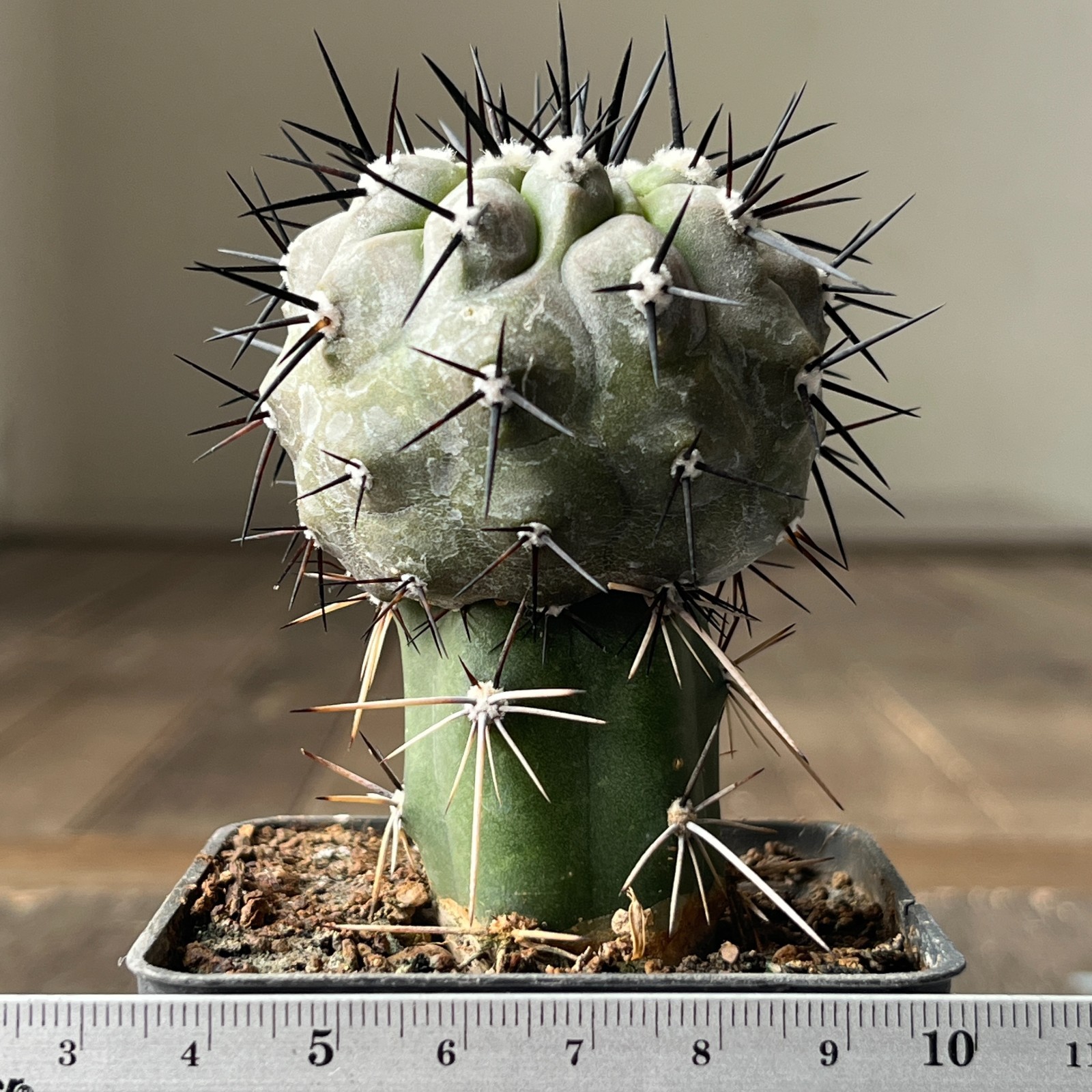 A13-634 Copiapoa sinerea HR1032, La Quinta, Super Black Spines, dark body