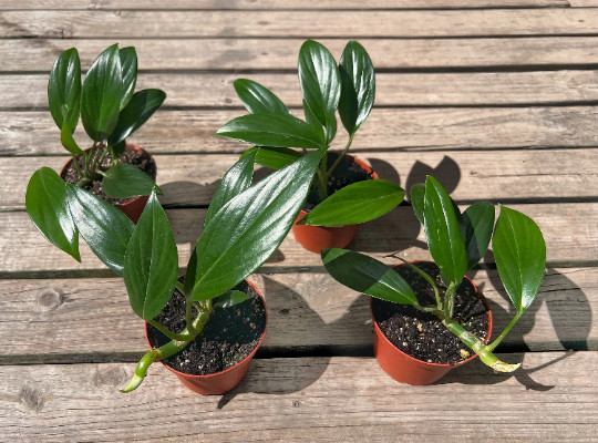 Dragon Tail Rhaphidophora in 4″ Pot | Indoor & Outdoor Live Tropical House Plant