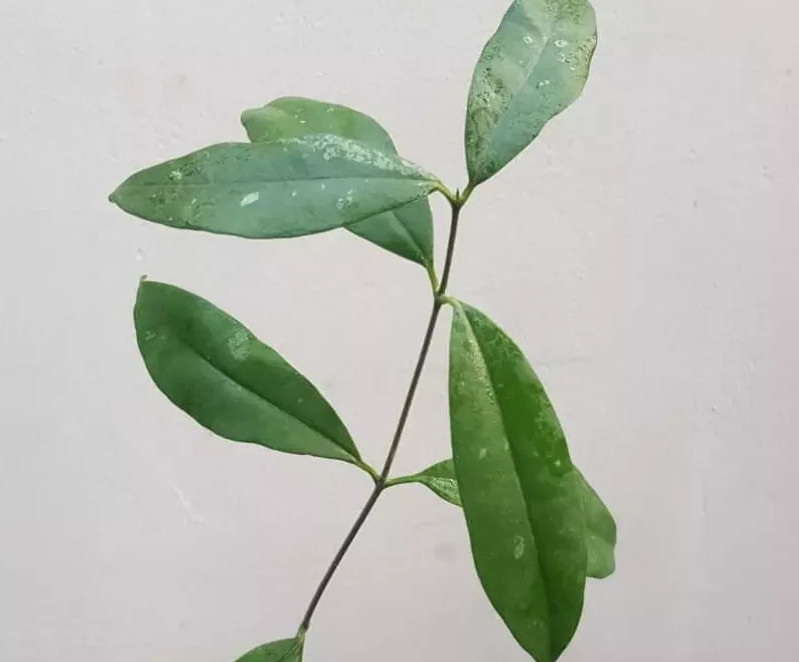Hoya Wallichii Sub Sp. Tenebrosa Rare Plant