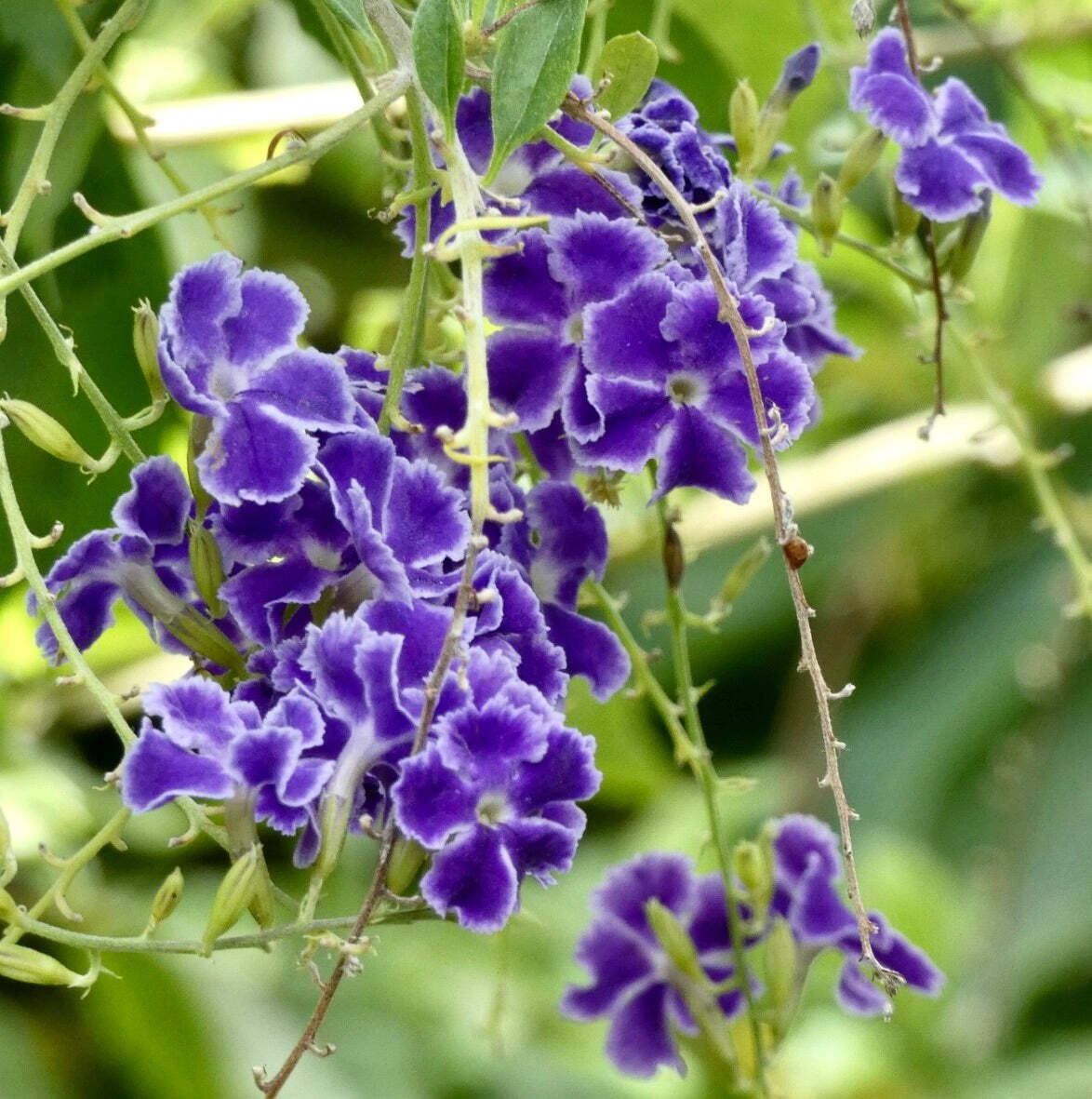 Duranta repens 30-40cm | Golden dewdrop | Skyflower – Golden dewdrop | Skyflower