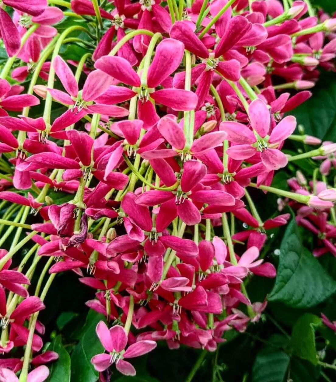 Combretum indicum 45-120cm | Rangoon creeper | Chinese honeysuckle – Rangoon cre