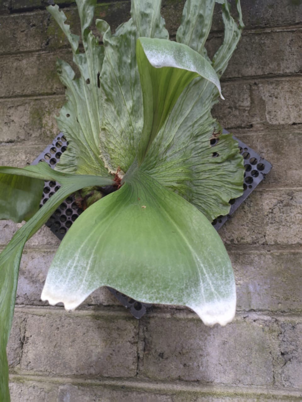 Real Picture Platycerium Wandae Big Size Rare Plant Price $750