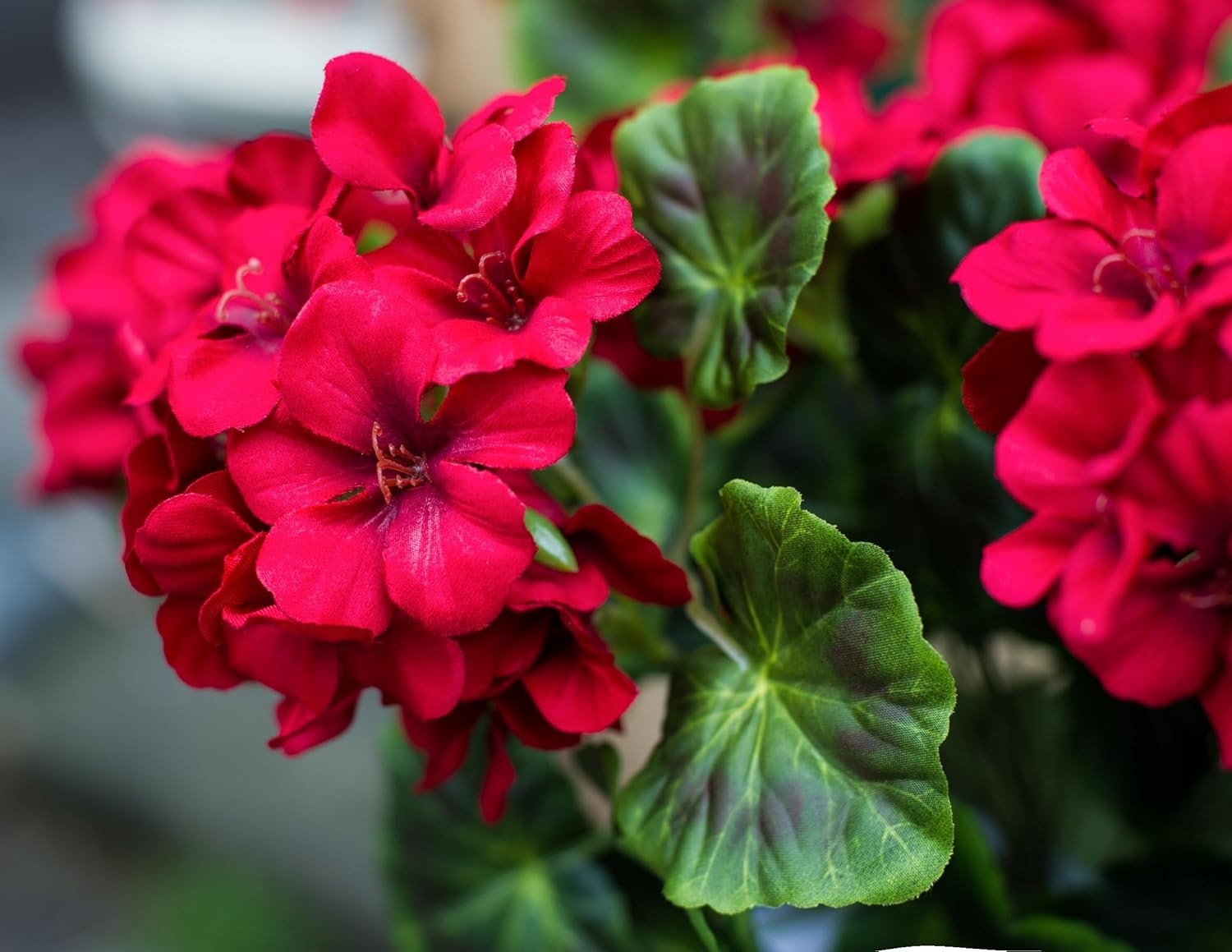 Artificial Geraniums 19” Silk Flowers Hanging Basket Home Decor Red