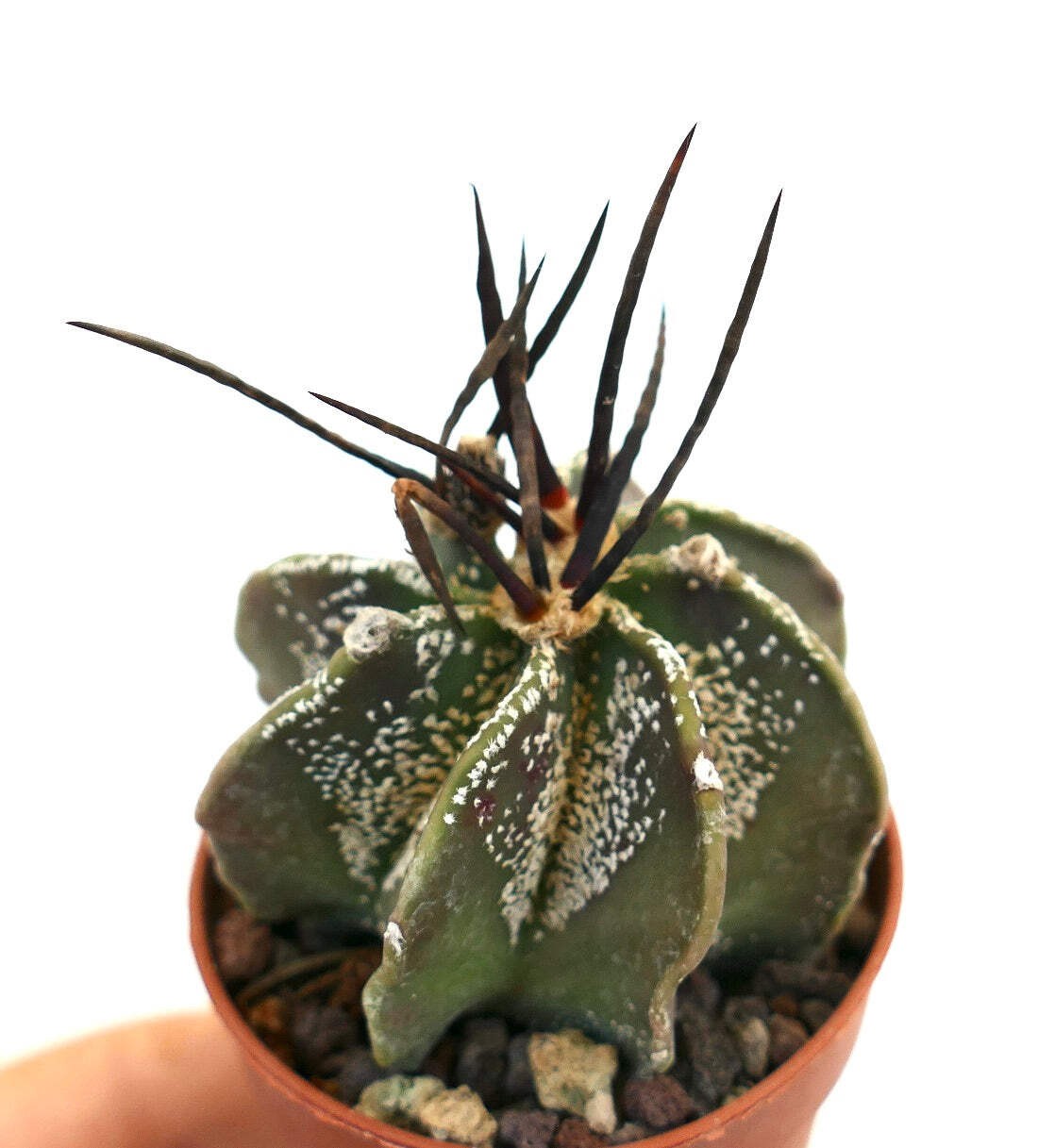 Astrophytum capricorne X BUFFALO – Goat’s horn cactus | Bishop’s cap