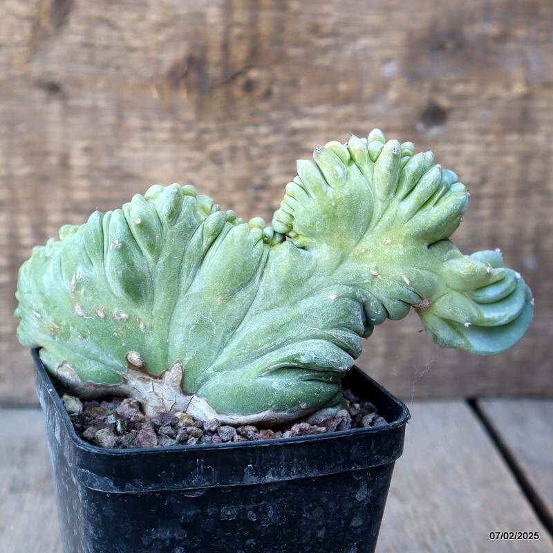 D1496 MYRTILLOCACTUS GEOMETRIZANS CRESTED pot8-H10-W14 cm MaMa Cactus