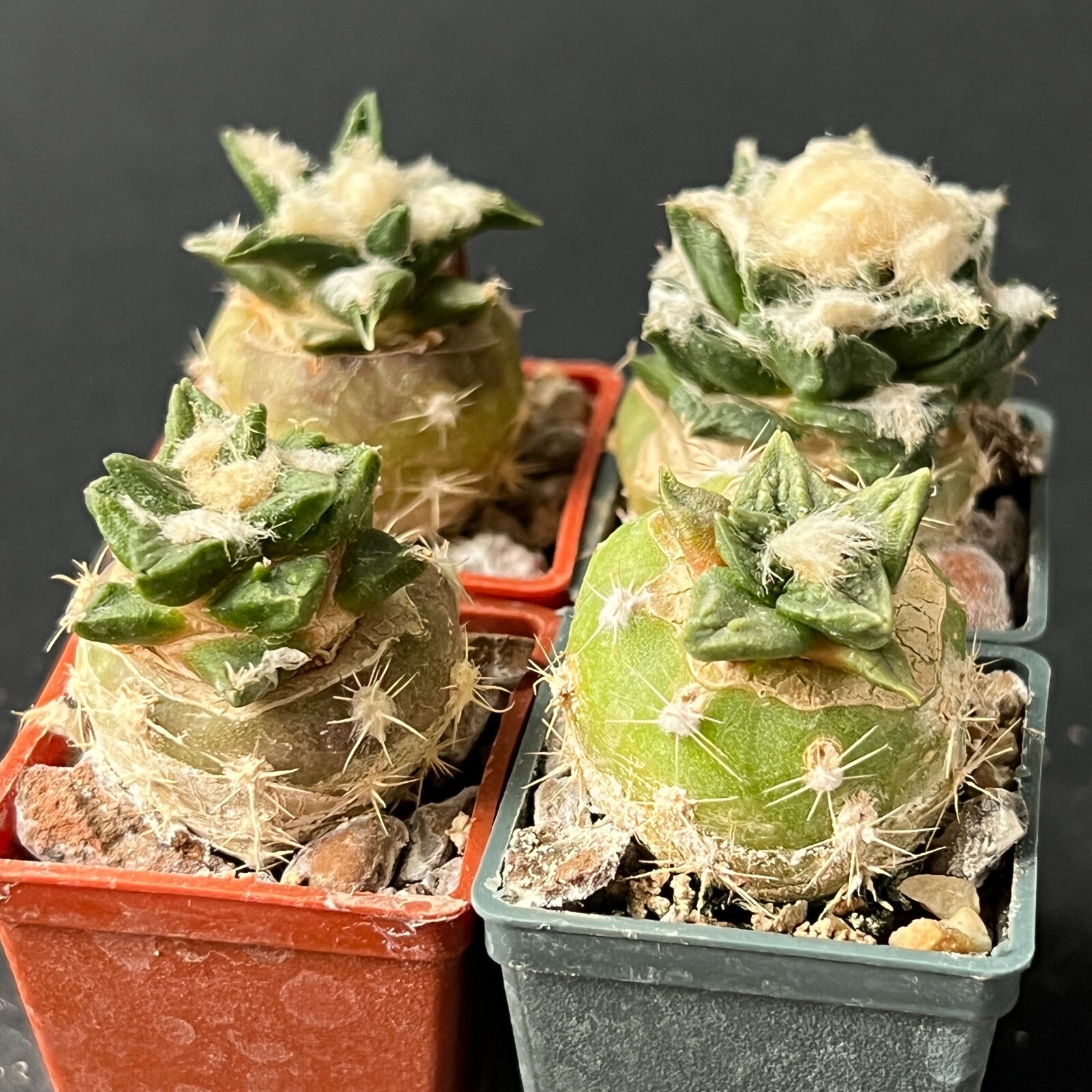 A29-1197. Cactus… Scaph. x Agavoides, 4 pieces! (Grafted)