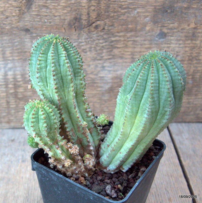 D6492 EUPHORBIA INFAUSTA pot9-H13-W14 cm MaMa Cactus