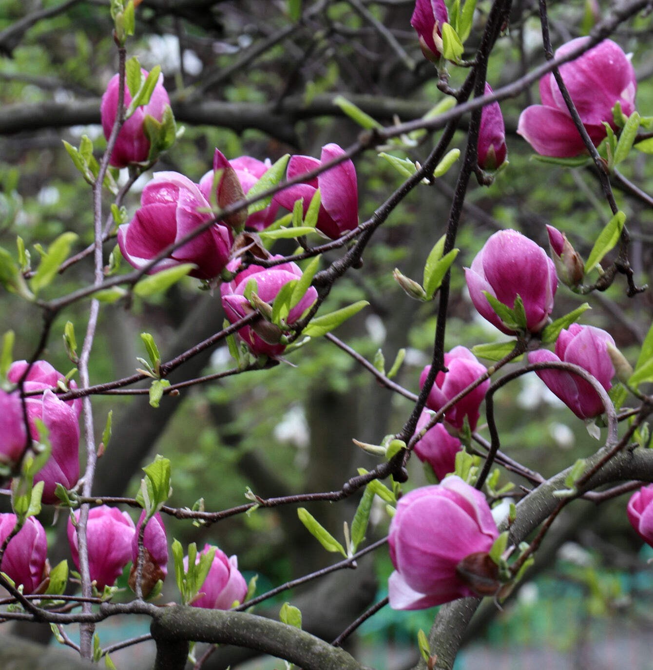 Magnolia soulangeana 70-120cm | Saucer magnolia | Tulip tree – Saucer magnolia |