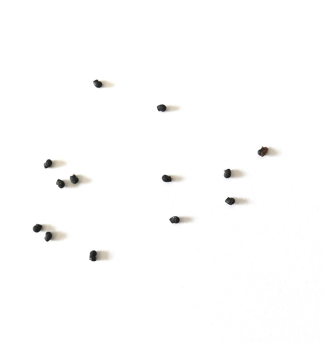 Echinopsis arebaloi SEEDS – Arebalo’s hedgehog cactus | Arebalo’s echinopsis
