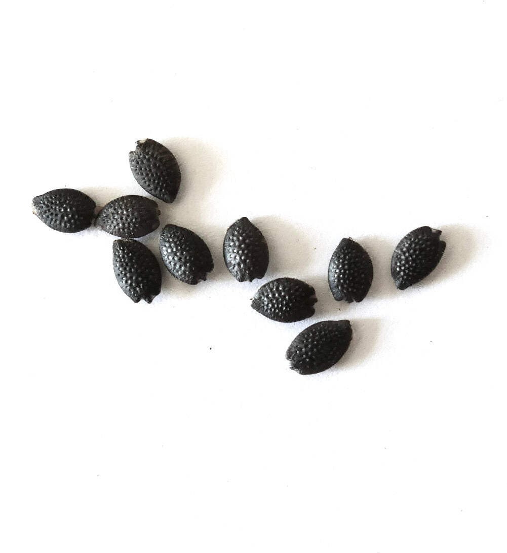 Passiflora edulis ‘Panama Gold’ SEEDS – Passion fruit | Purple granadilla