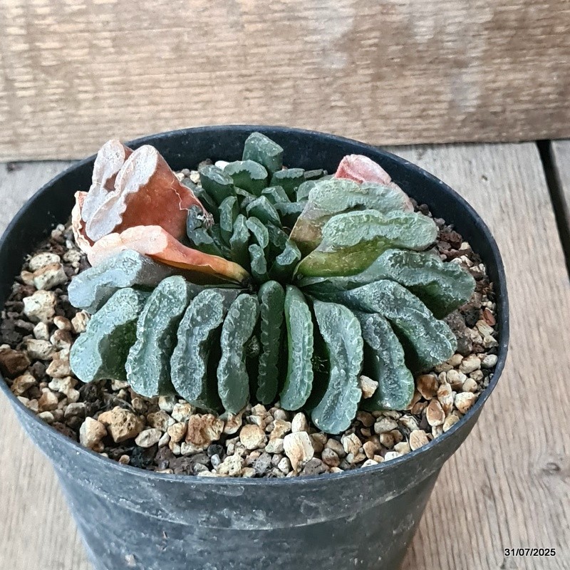 D5615 HAWORTHIA TRUNCATA pot14-H8-W11 cm MaMa Cactus