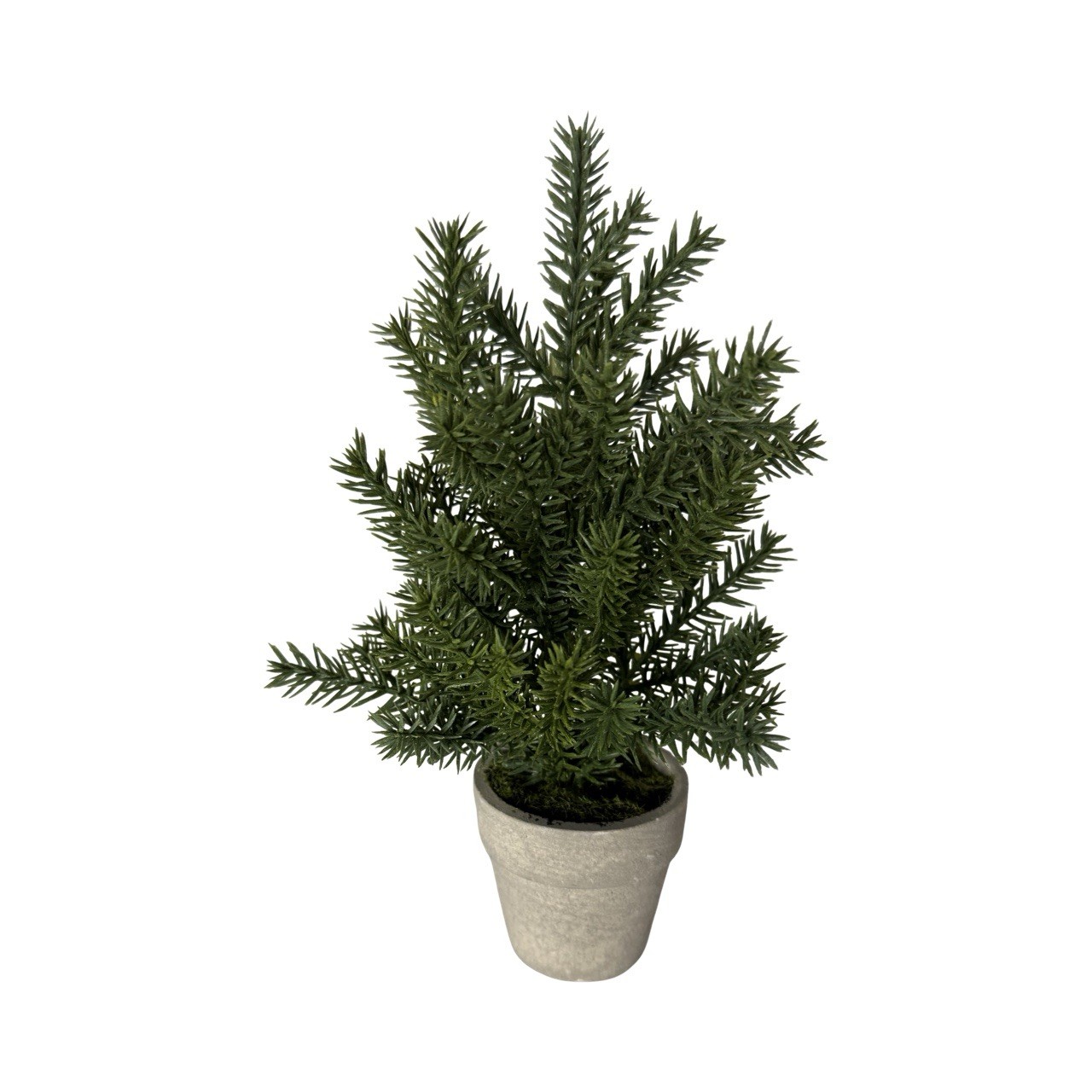Pine Potted Plant 6in Tall In Small Terracotta Pot
