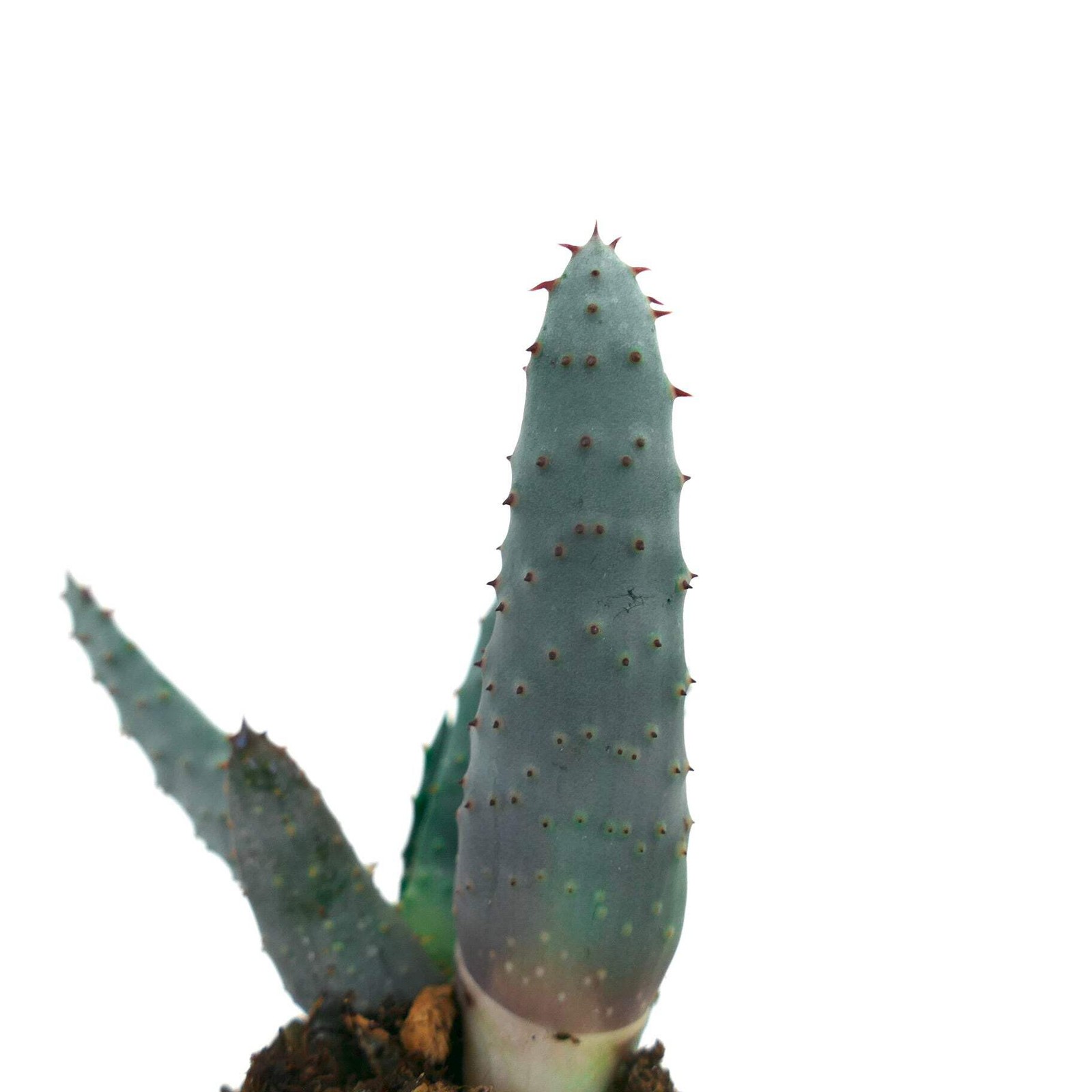 Aloe spectabilis BLUE FORM full pot C142 – Spectacular aloe | Tree aloe