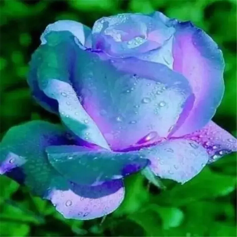 10 RARE ROSE SEEDS perennial flower garden bush plant tea USA SELLER W/TRACK