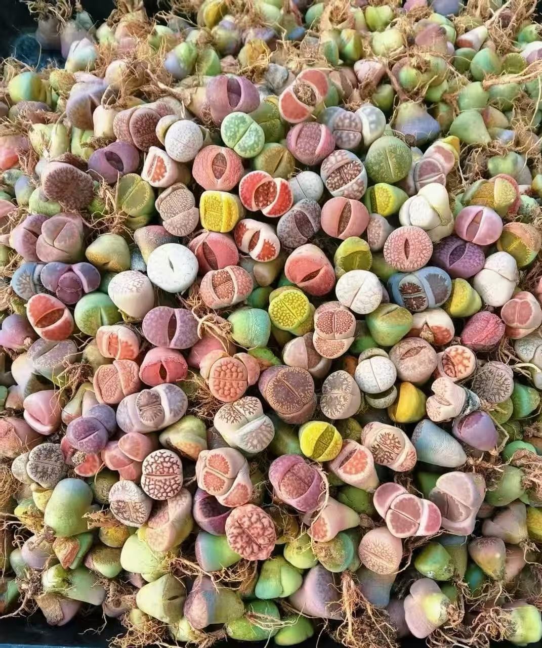 10,000Seeds Mix Lithops harvested in 2026 many varieties