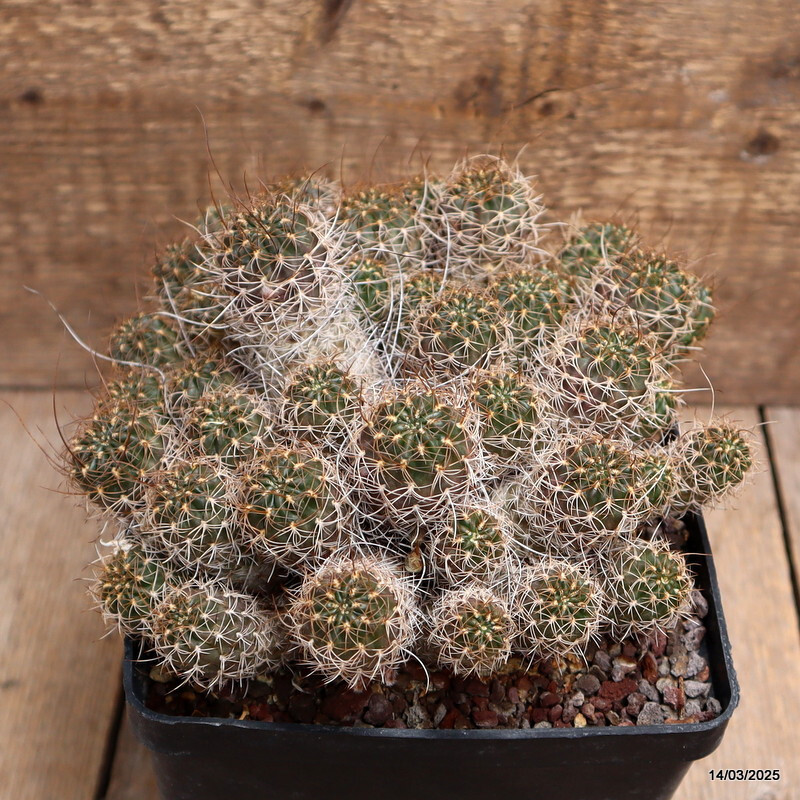 A2708 LOBIVIA WRIGHTIANA pot14-H11-W20 cm MaMa Cactus