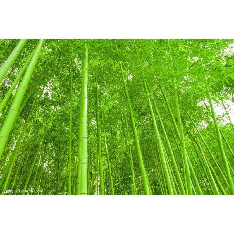 Giant Bamboo Seeds Perennial evergreen Grows Edible Bamboo shoots 100Pcs