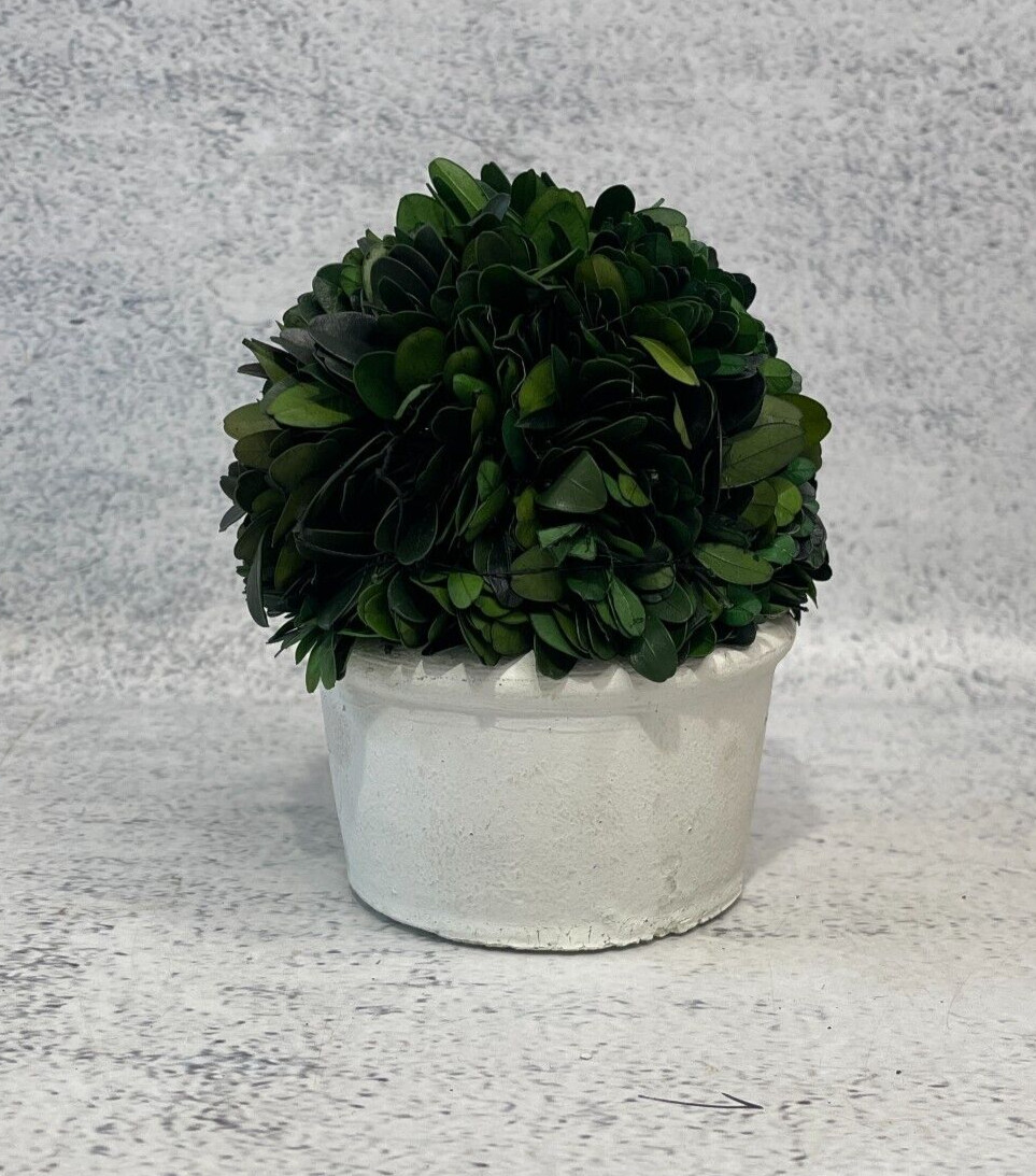 Boxwood Topiary Preserved Real Plant 10.2cm x 12.7cm Indoor Home Decor Pot