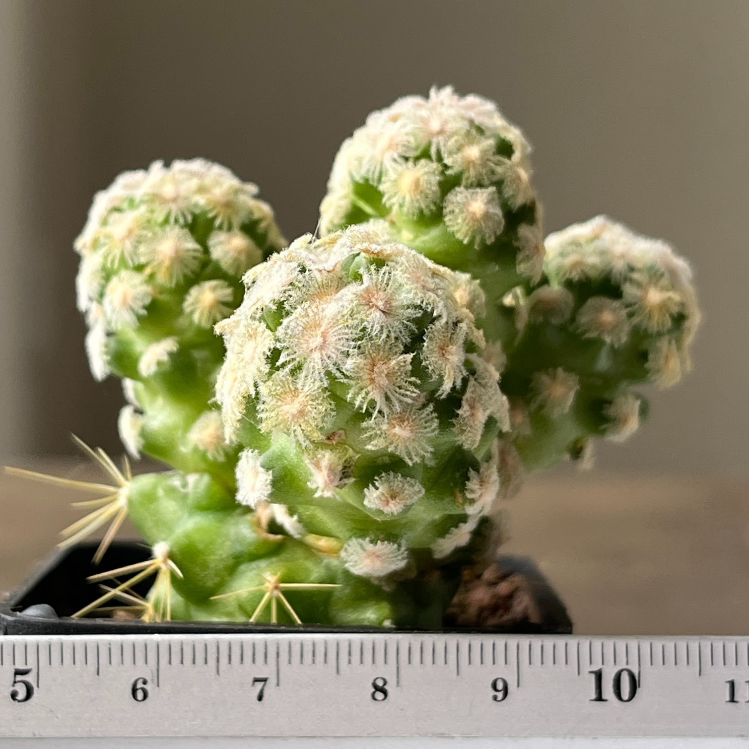 A57-949 Mammillaria theresae v. albiflora, grafted