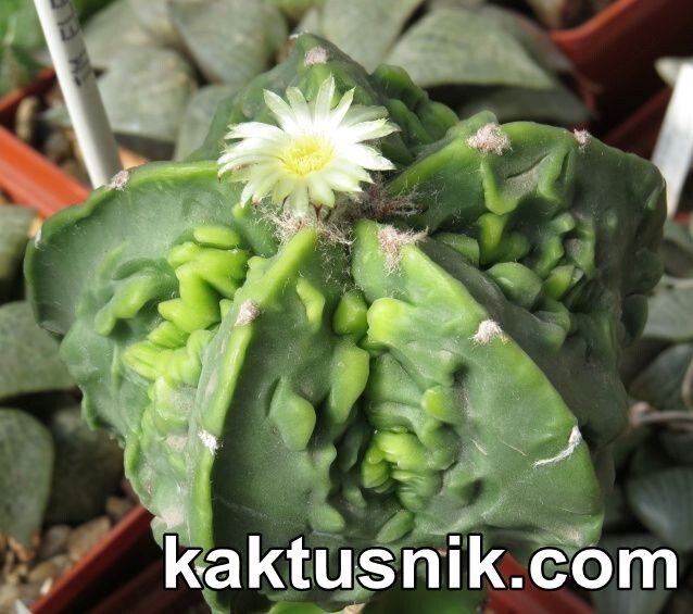 Astrophytum myriostigma mix 20seeds harvest 2025