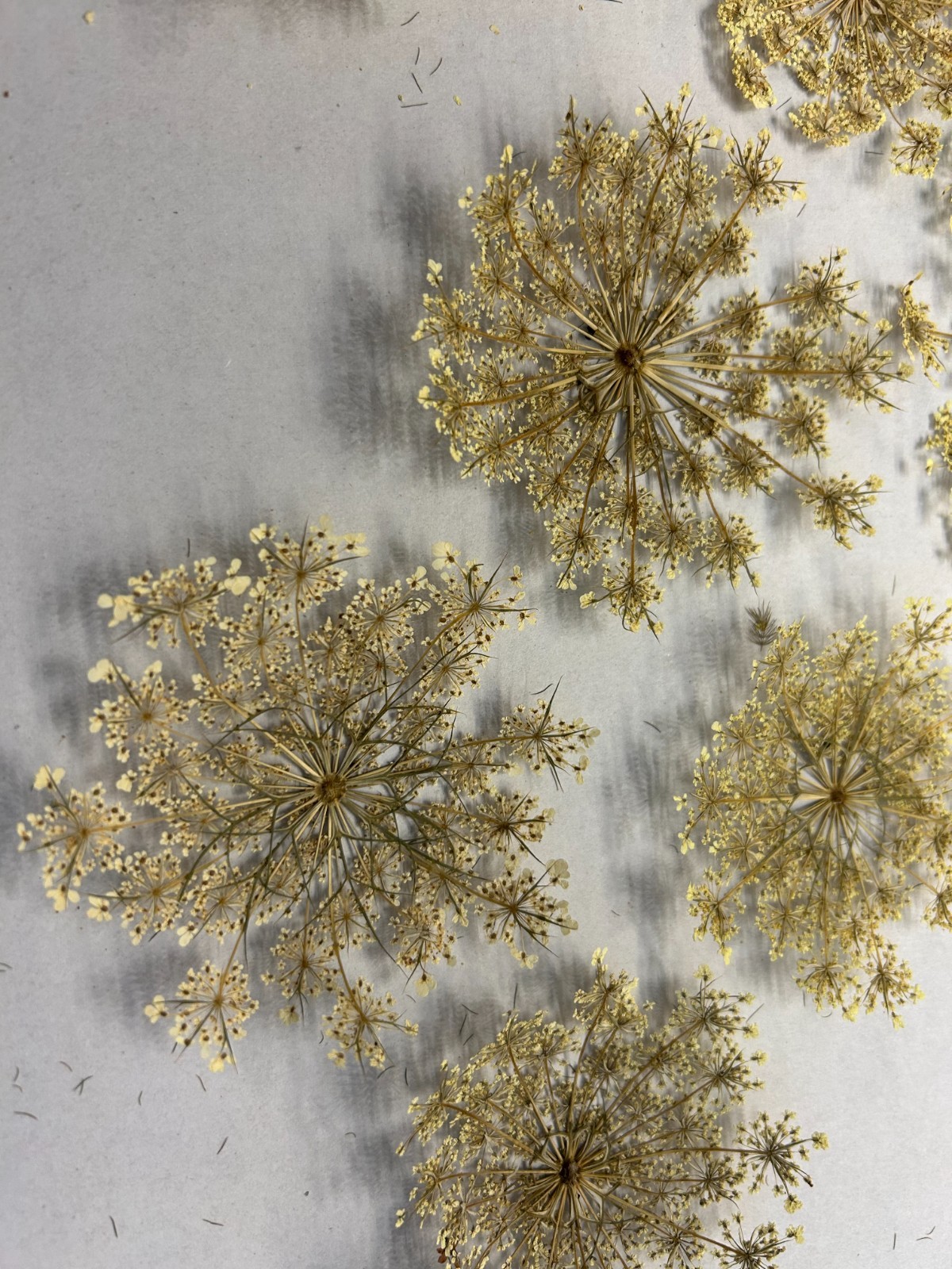 Lot of 10 Hand Picked and Hand Pressed Queen Anne’s Lace Flowers Crafting Décor