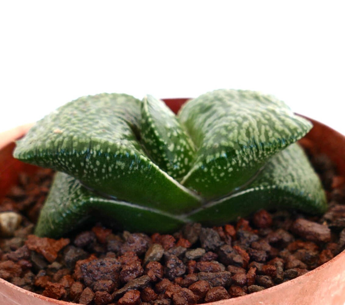 Gastera armstrongii CLONE DE LICTE, Netherlands (EXTRA THICK) – Ox tongue | Arms