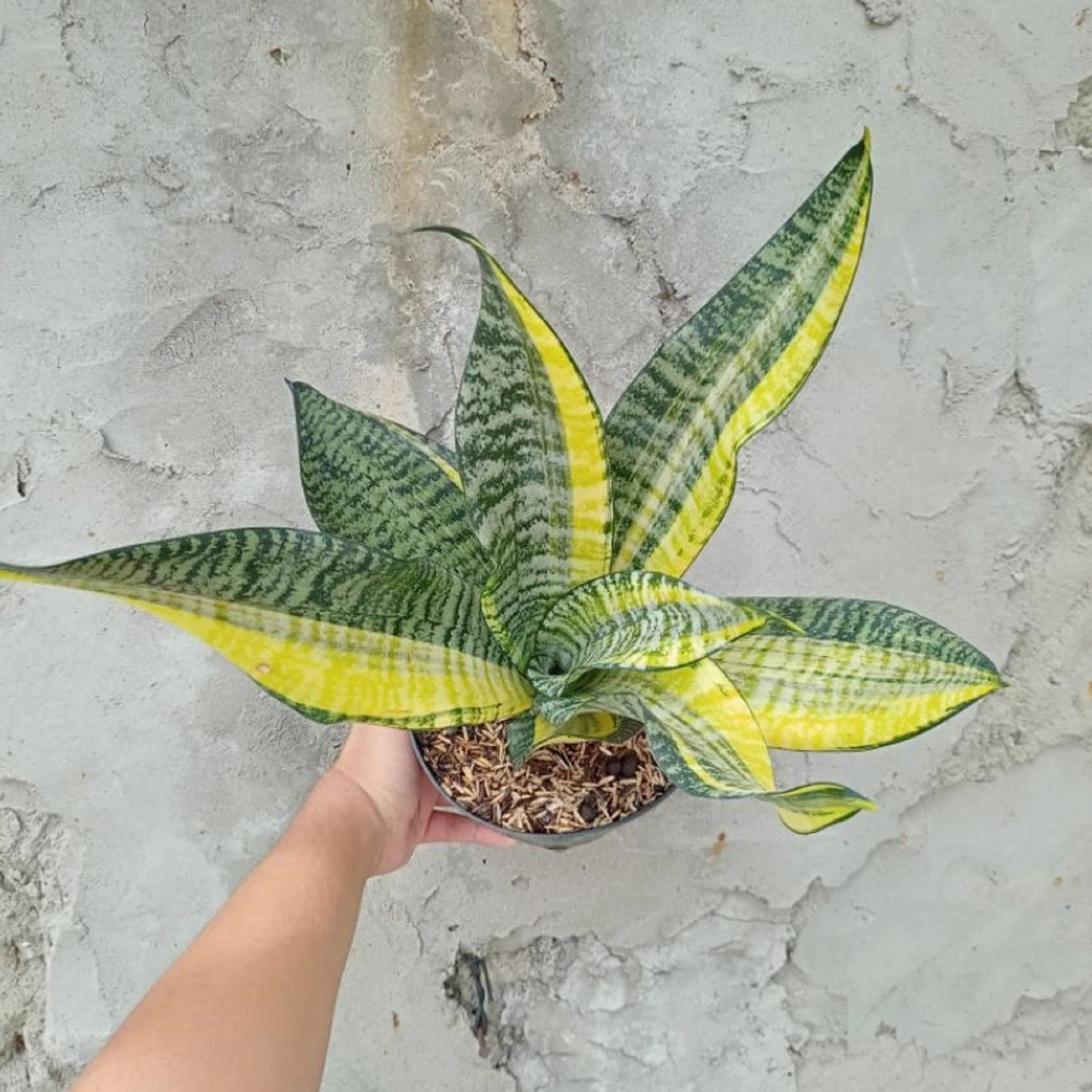 Sansevieria Futura America Variegated Big Size Rare Unique Snake Plant