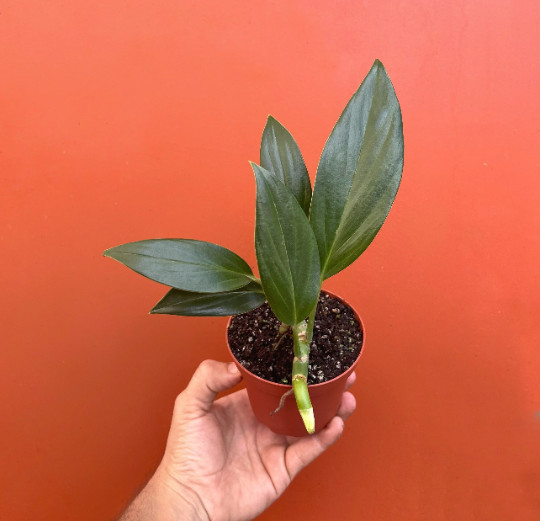 Dragon Tail Rhaphidophora in 4″ Pot | Indoor & Outdoor Live Tropical House Plant
