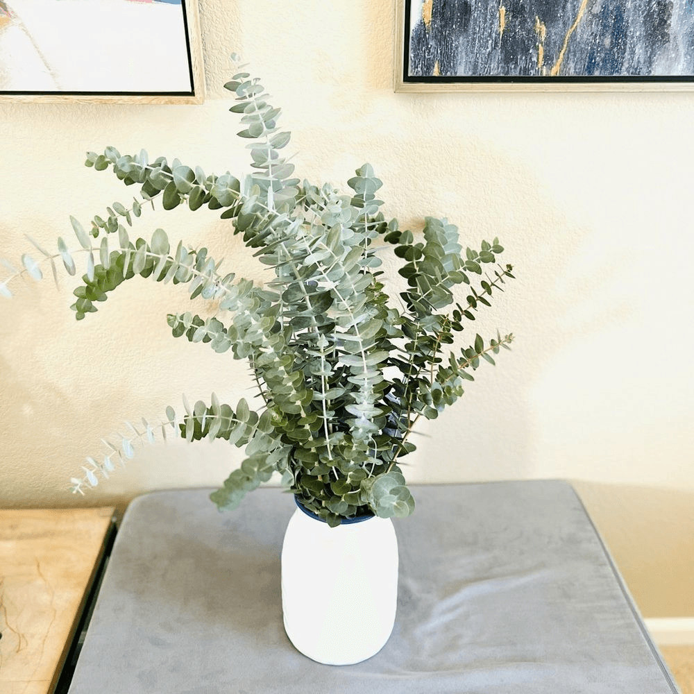 Bunch of Fresh Live True Blue Eucalyptus (approx 30 stems)