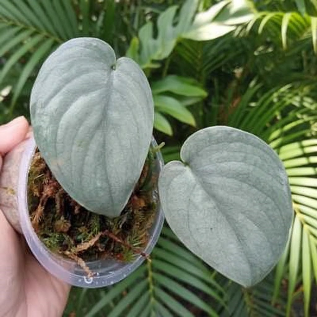 Scindapsus Silver Hero Platinum – Rare Live Aroid Plant Grow in Pot