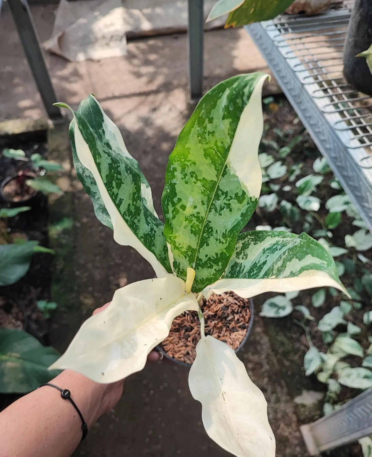 Aglaonema Comutatum Variegated Rare Plant