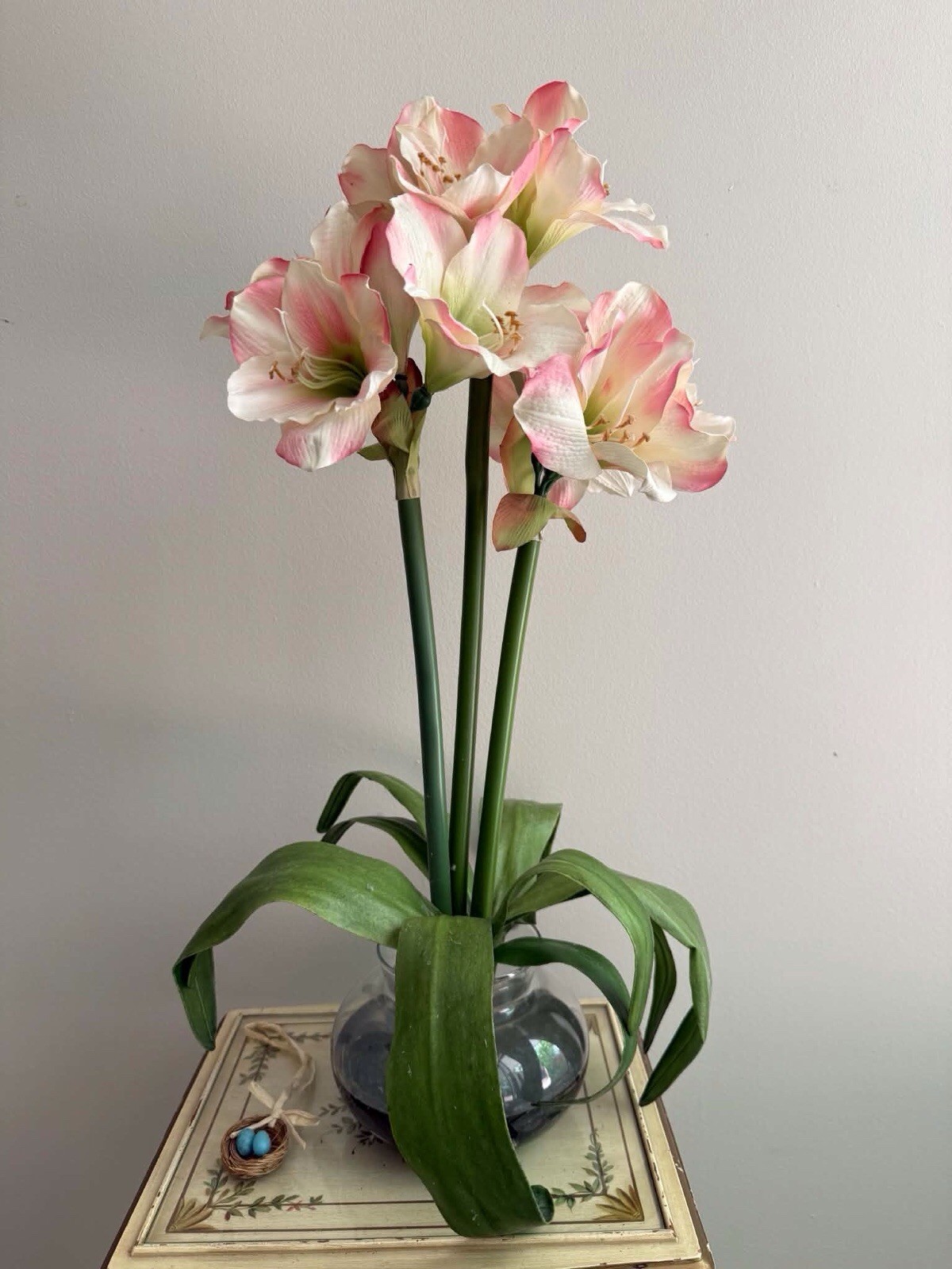 Amaryllis Verigated Pink /white ‘ – Soft Pink Indoor Flower With Vase