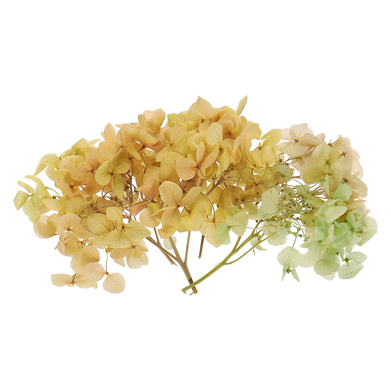 10g Mini Dried Hydrangea Flower Natural Pressed Flower Gradient Green Pink