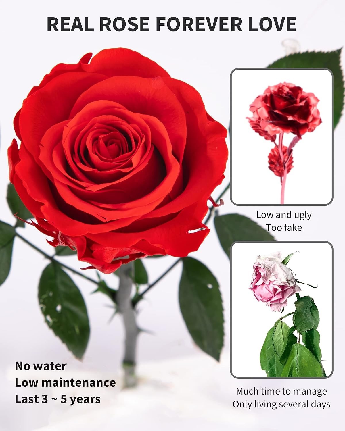 Preserved Red Rose Gifts for Her – A Lasting Symbol of Love and Appreciation