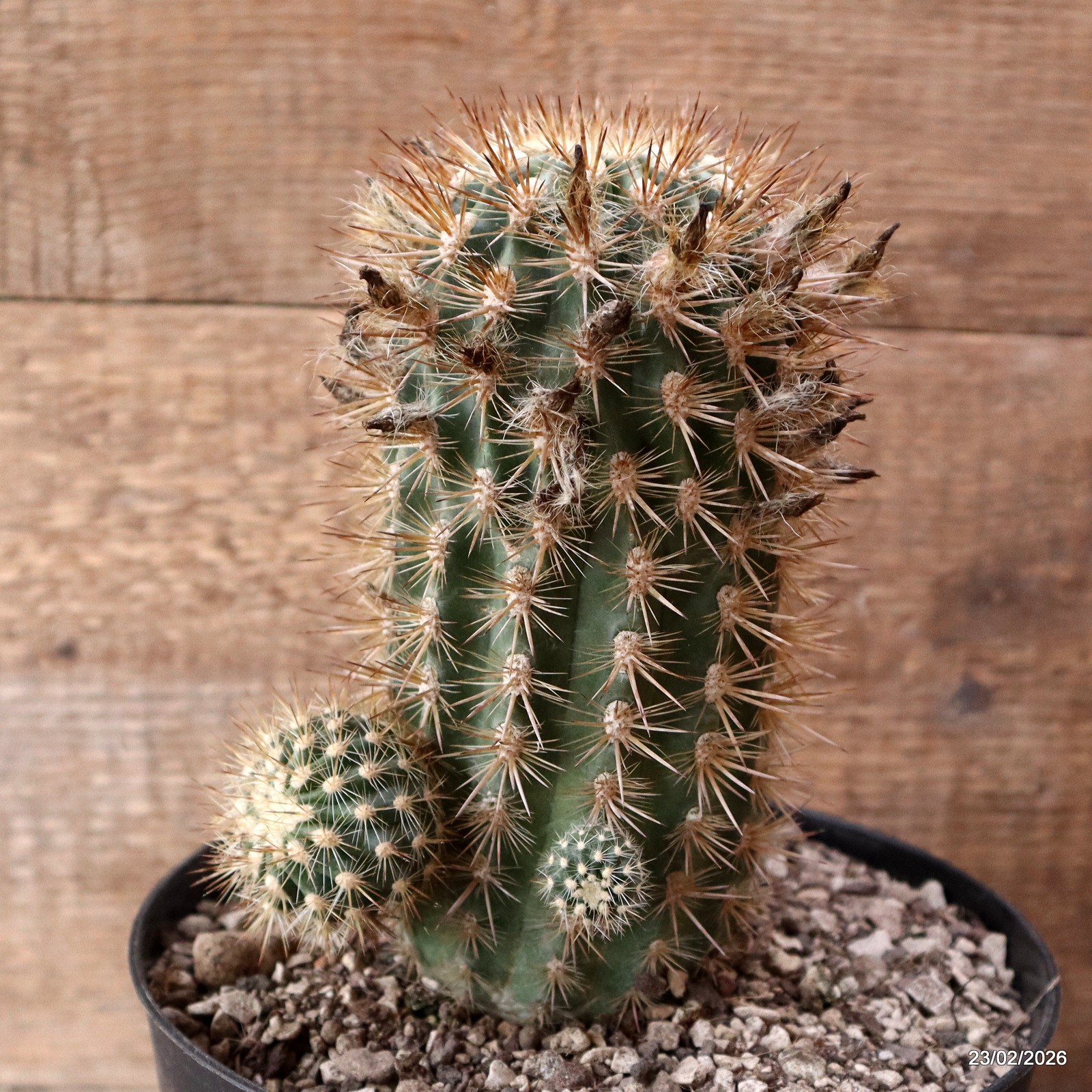 D7903 NEOPORTERIA SUBGIBBOSA pot18-H19-W12 cm MaMa Cactus