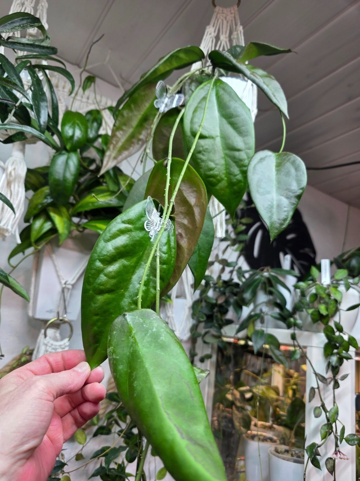 Hoya Sangguensis Rare Plant