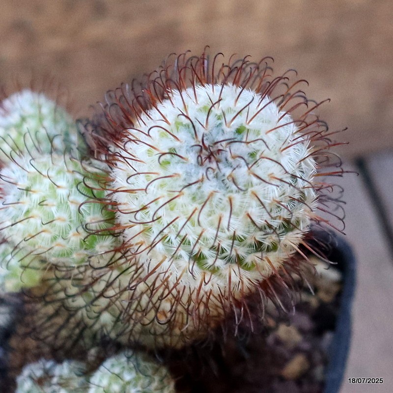 D5400 MAMMILLARIA PEREZDELAROSAE pot10-H12-W7 cm MaMa Cactus