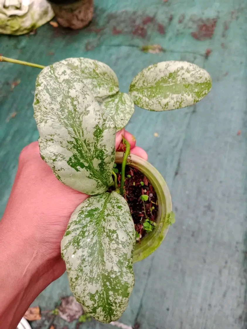 Hoya Waymaniae Silver Rare Hoya Plant | Exotic Tropical Houseplant