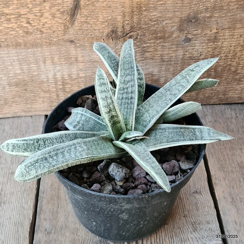 D5623 GASTERIA BATESIANA VARIEGATED pot18-H13-W26 cm MaMa Cactus