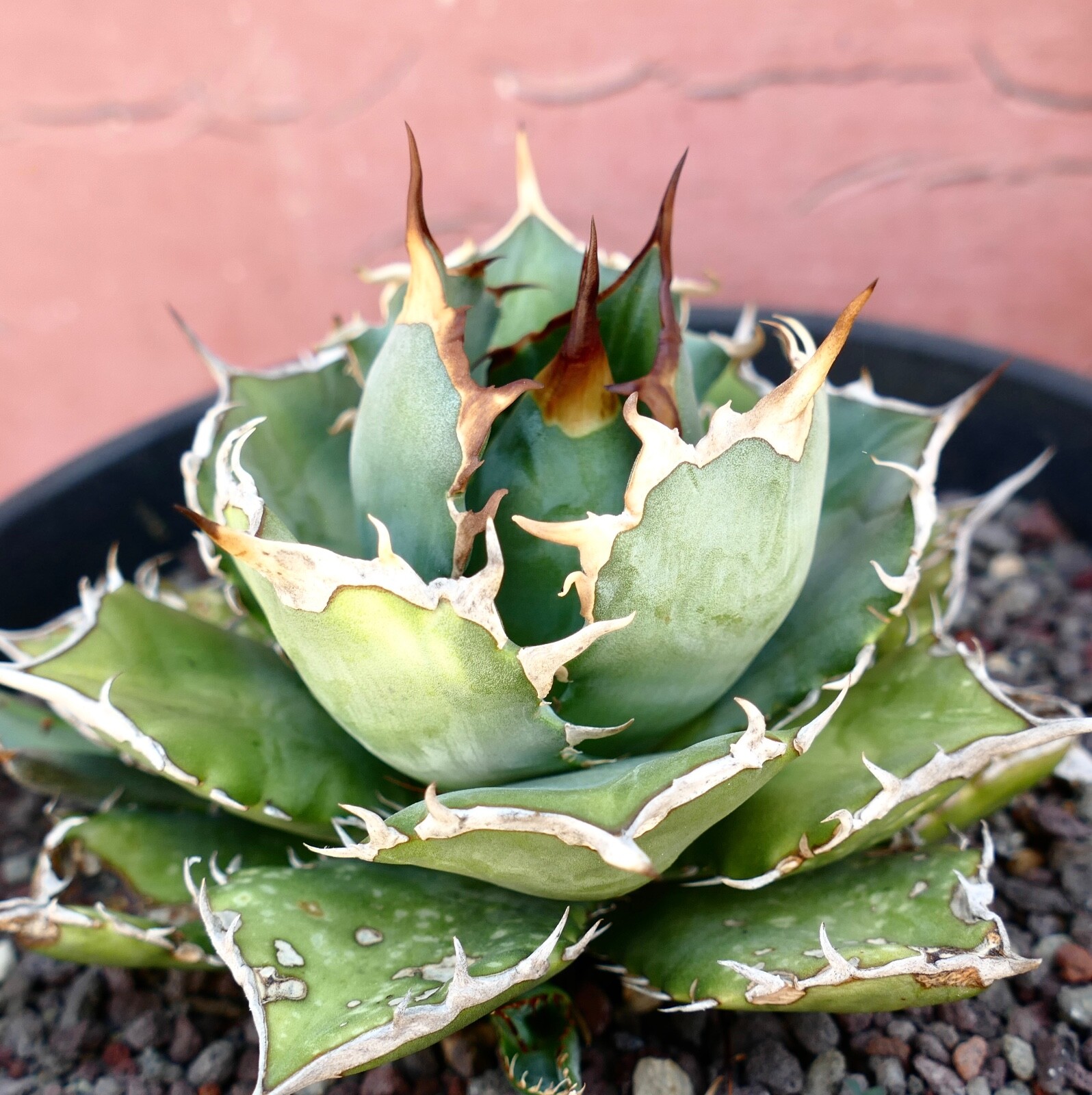 AGAVE TITANOTA compact & strong spines 100KES no variegated BOTANICAL ARCHIVE