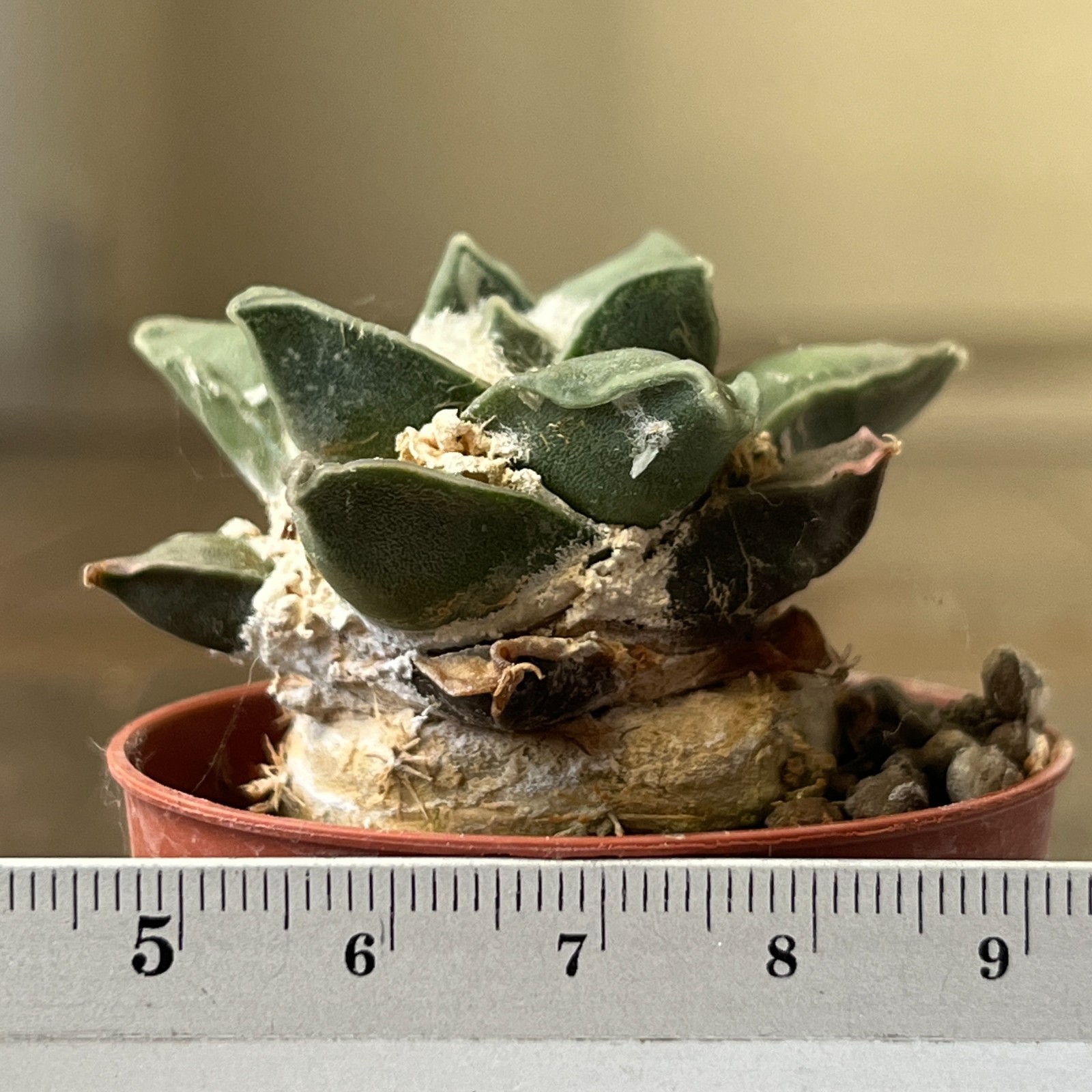 A22-536 Cactus retusus v. pulcherrimus VM1032, grafted