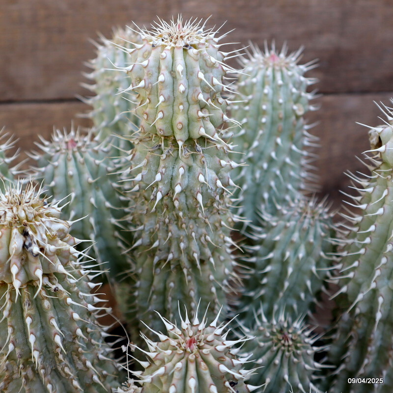 D86 TRICHO. GORD. pot18-H25-W22 cm MaMa Cactus