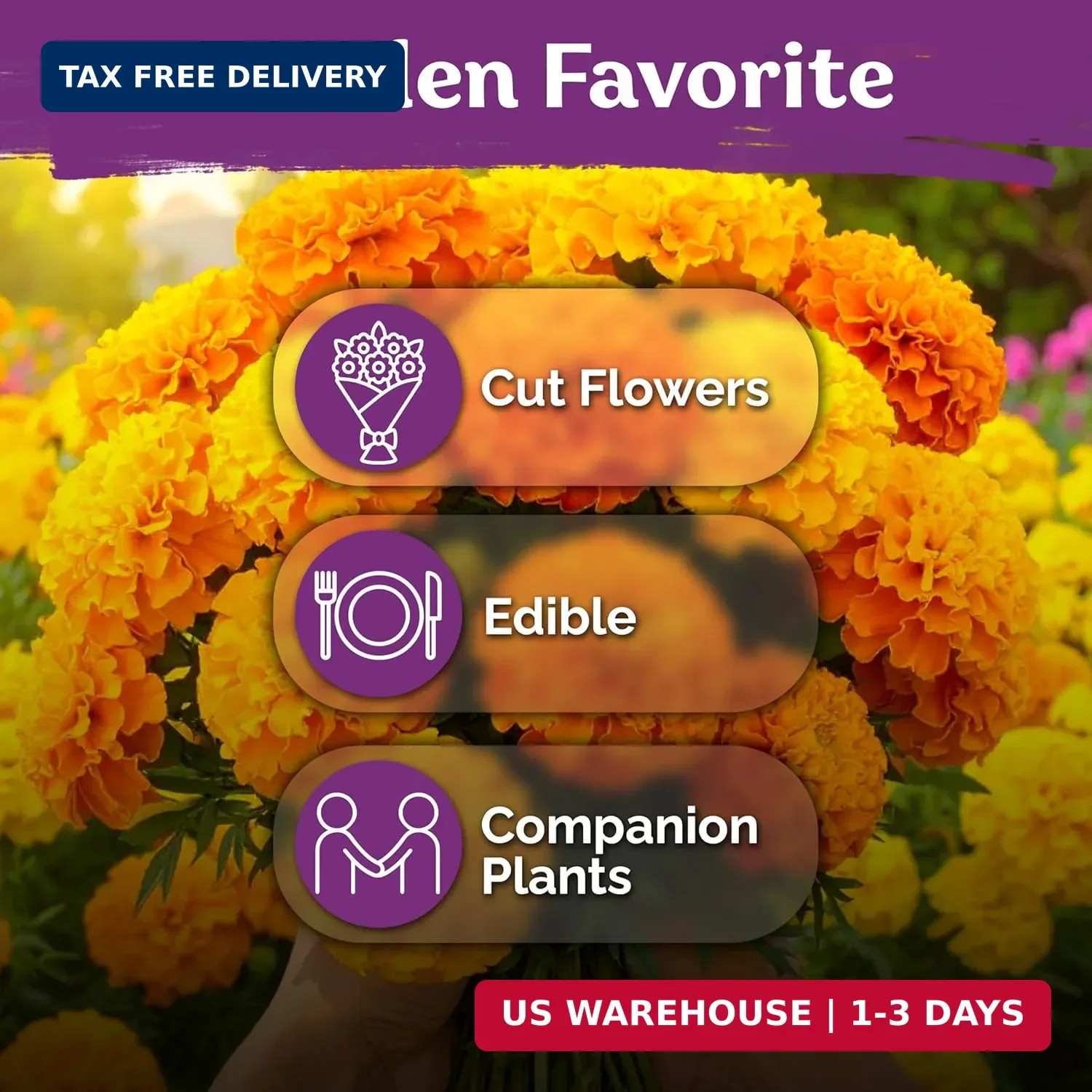 KVITER 500 Cracker Jack Marigold Seeds (Tagetes Erecta) – African Marigold, Gian