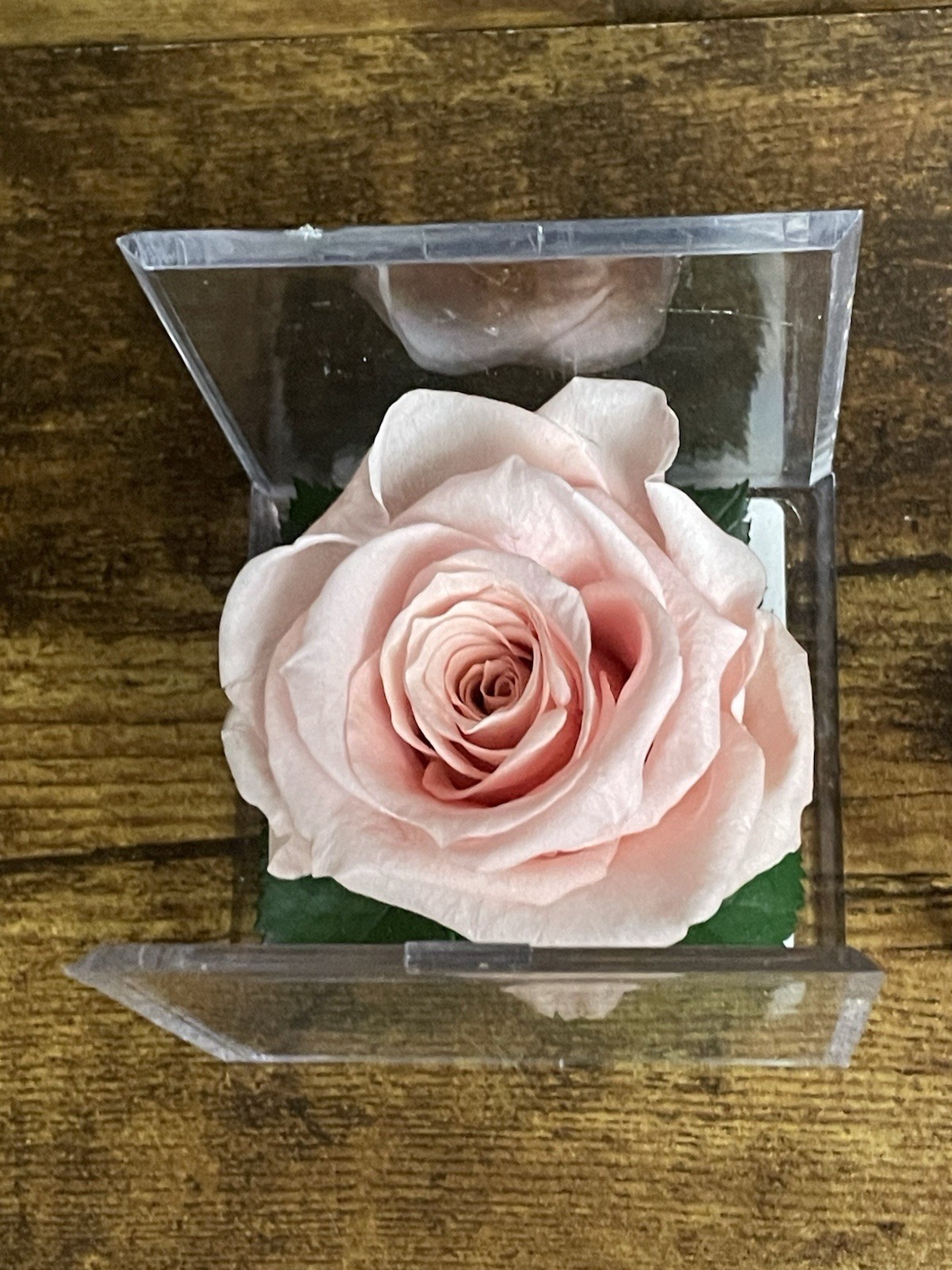 Verdissimo Preserved Rose Head in a Clear Acrylic Cube Light Pink Standard Size