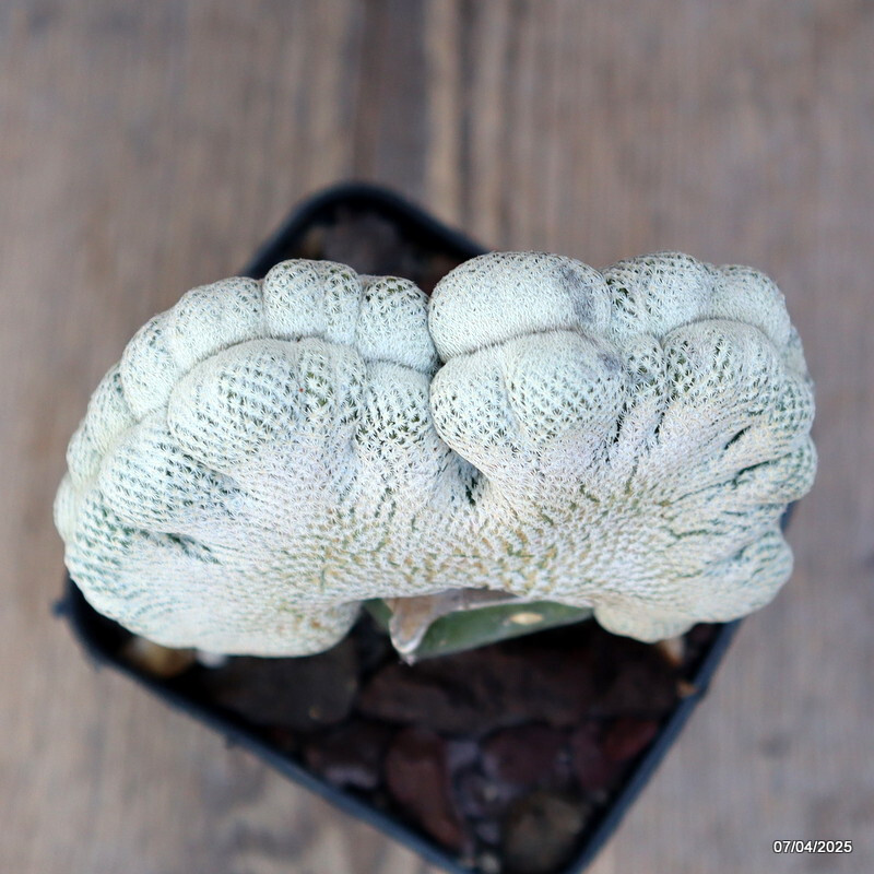 D2877 EPITHELANTHA BOKEI CRESTED GRAFTED pot8-H7-W6 cm MaMa Cactus