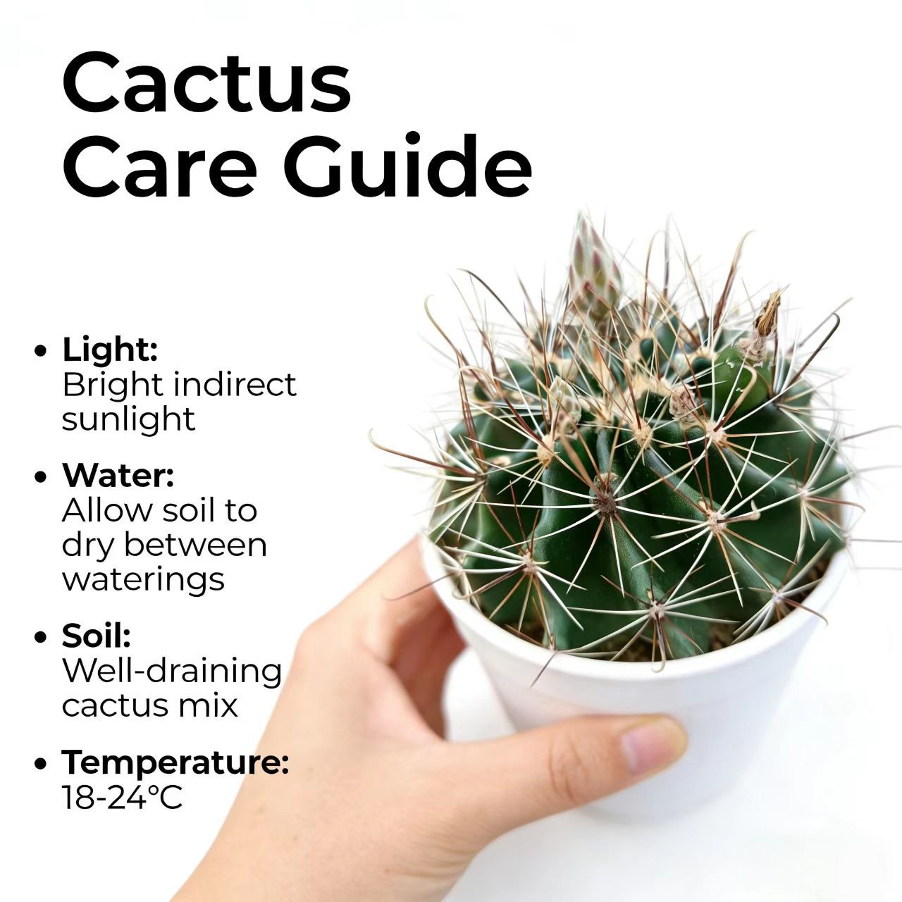 Thelocactus Setispinus (Fish Hook Cactus) – Drought Tolerant Live Plant